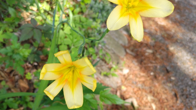 ホメリアの花 横浜市瀬谷区長屋門公園