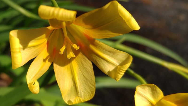 ホメリアの花 横浜市瀬谷区長屋門公園