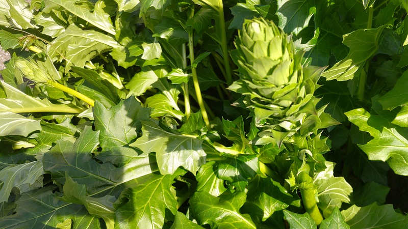 ハアザミの蕾 横浜市旭区中希望が丘