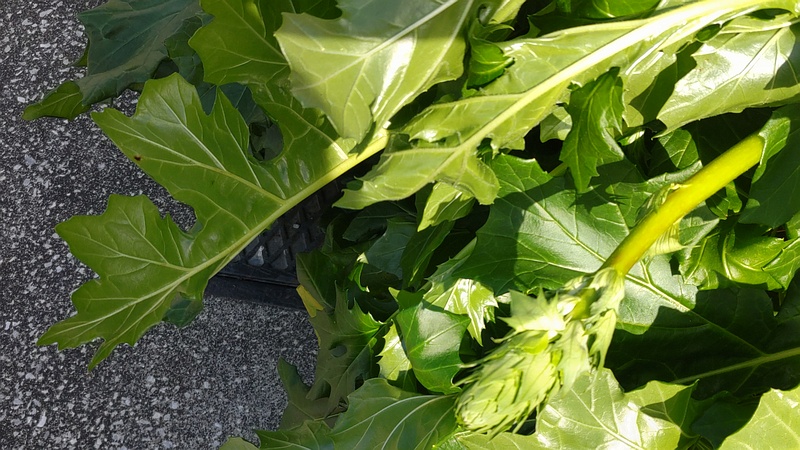 ハアザミの蕾 横浜市旭区中希望が丘