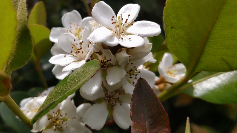シャリンバイの花 横浜市旭区今川町今川公園
