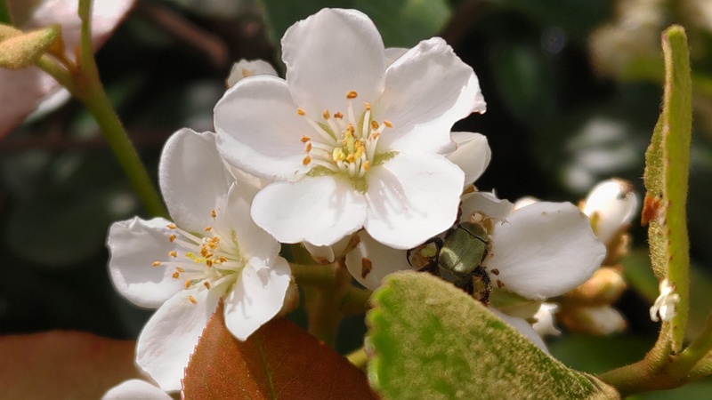 シャリンバイの花 横浜市旭区今川町今川公園