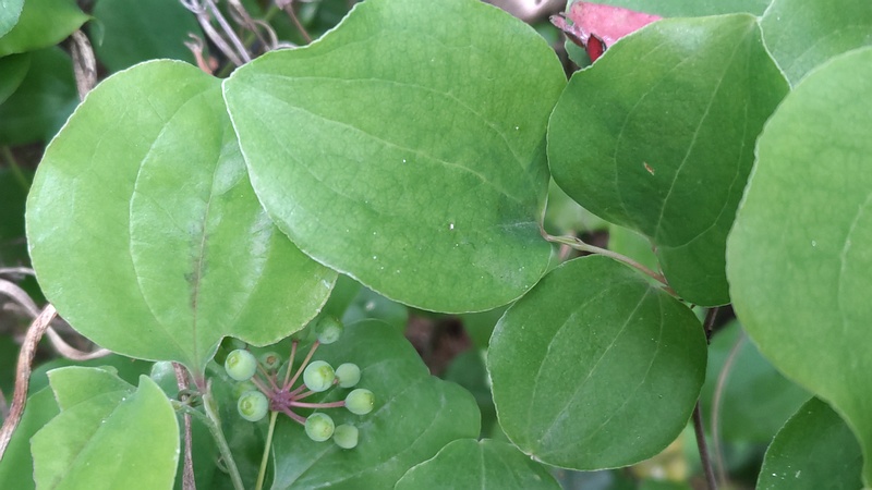 サルトリイバラの若い果実 横浜市旭区今川町今川公園