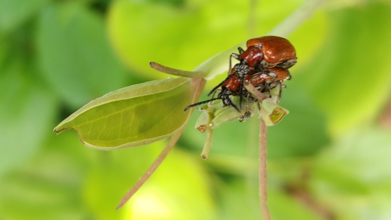 アカクビナガハムシ 横浜市旭区今川町今川公園