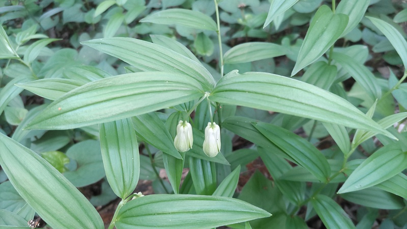 ホウチャクソウの花 横浜市旭区今川町今川公園