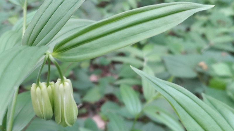 ホウチャクソウの花 横浜市旭区今川町今川公園