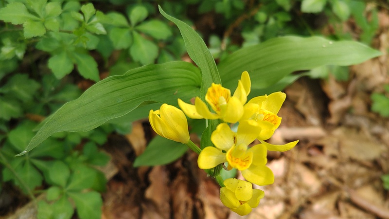 キンランの花 横浜市旭区今川町今川公園