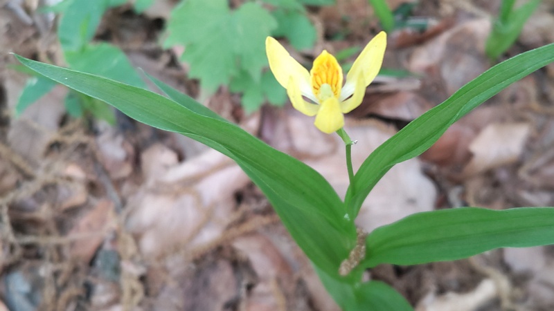 キンランの花 横浜市旭区今川町今川公園