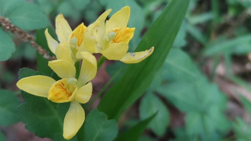 キンランの花 横浜市旭区今川町今川公園