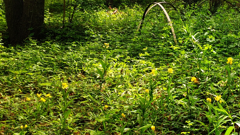 キンランの花 横浜市旭区今川町今川公園