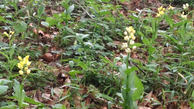 キンランの花 横浜市旭区今川町今川公園