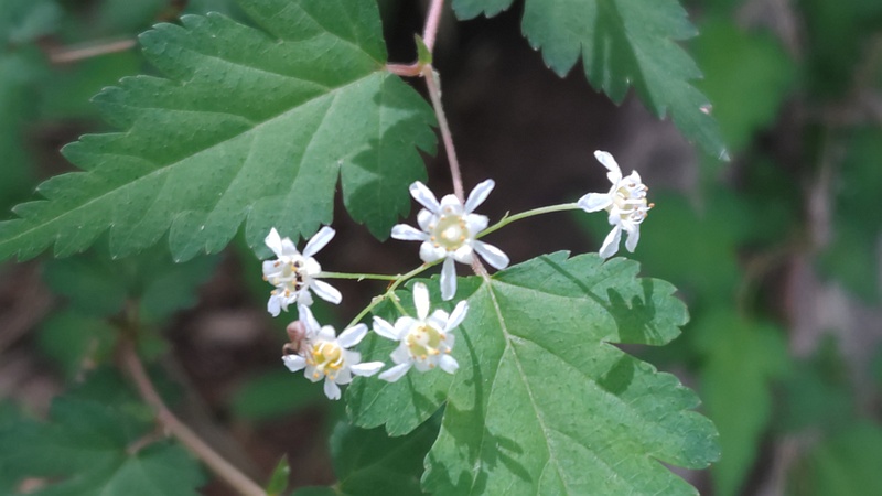 コゴメウツギの花 横浜市旭区今川町今川公園
