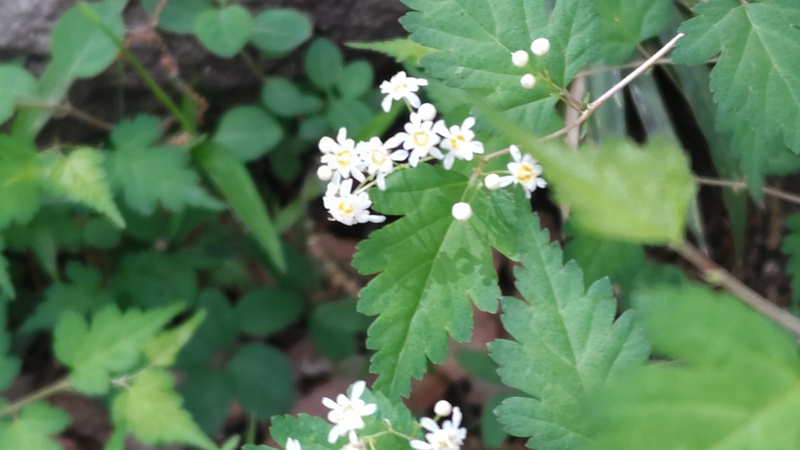 コゴメウツギの花 横浜市旭区今川町今川公園