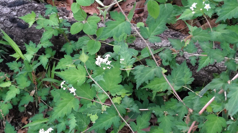 コゴメウツギの花 横浜市旭区今川町今川公園