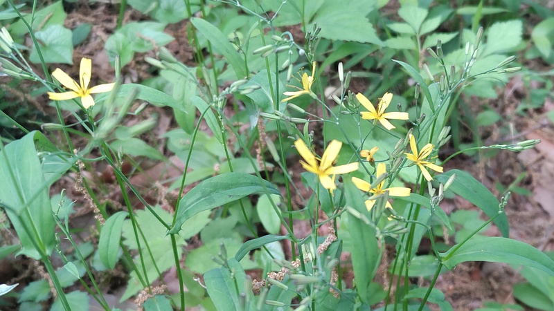 ニガナの花 横浜市旭区今川町今川公園