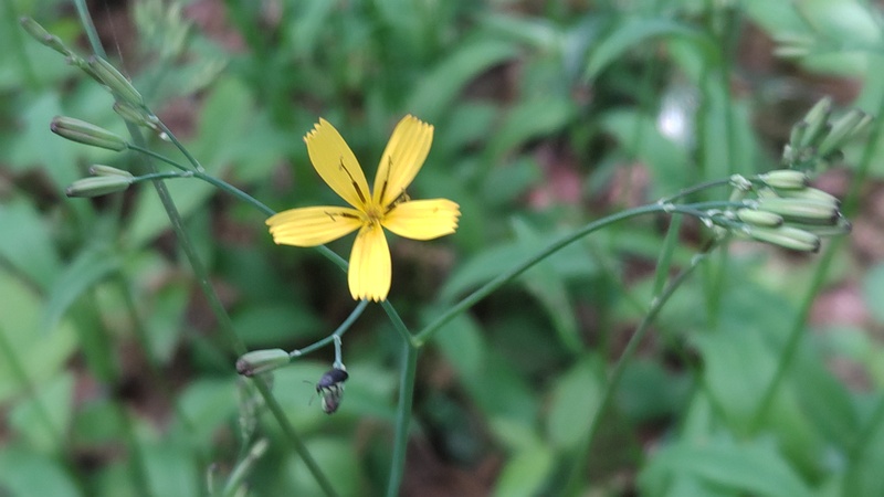 ニガナの花 横浜市旭区今川町今川公園