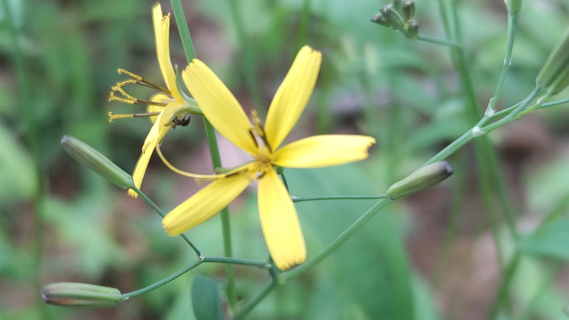 ニガナの花 横浜市旭区今川町今川公園