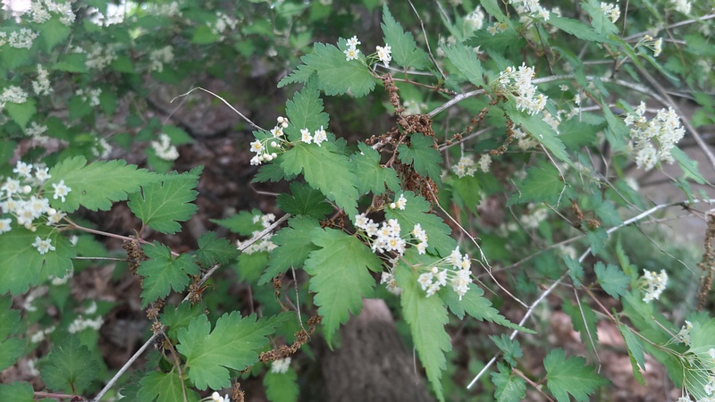 コゴメウツギの花 横浜市旭区今川町今川公園