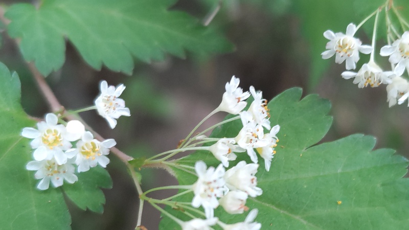 コゴメウツギの花 横浜市旭区今川町今川公園