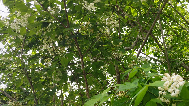 ミツバウツギの花 横浜市旭区今川町今川公園