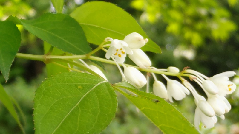 ミツバウツギの花 横浜市旭区今川町今川公園