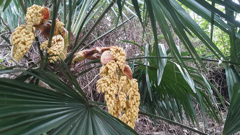 トウジュロの雄花 横浜市旭区今宿南町