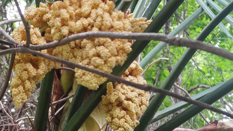 トウジュロの雄花 横浜市旭区今宿南町