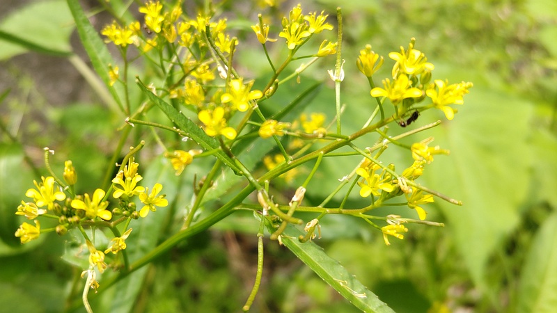 イヌガラシの花 横浜市旭区今宿南町