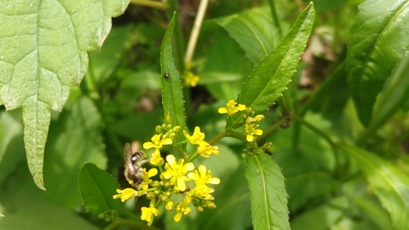 イヌガラシの花のマルハナバチ 横浜市旭区今宿南町