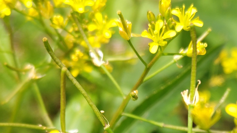 イヌガラシの花 横浜市旭区今宿南町
