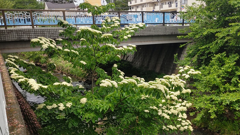 ミズキの花 横浜市旭区今宿南町