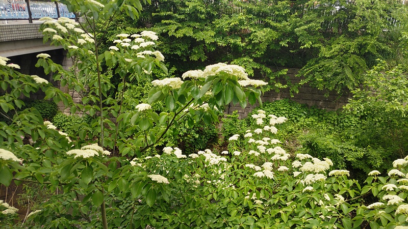 ミズキの花 横浜市旭区今宿南町