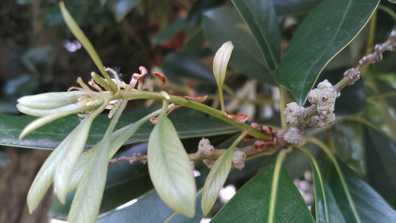 マテバシイの幼果 横浜市旭区今宿南町