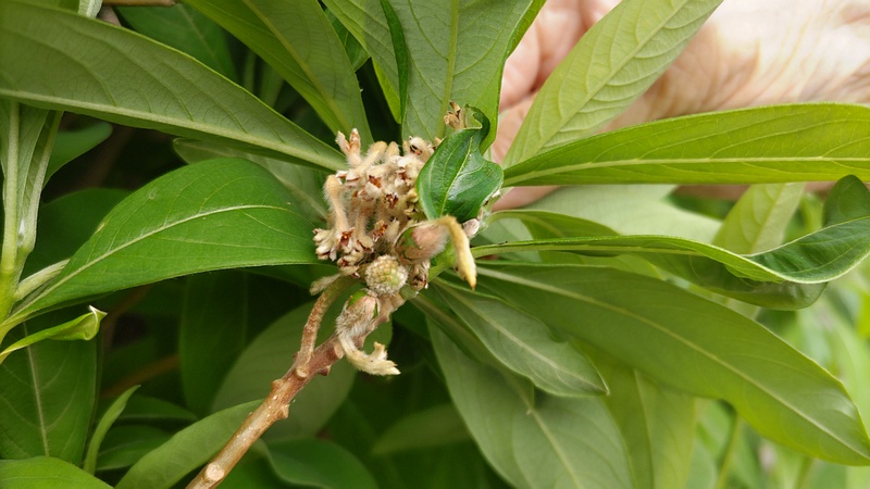 ミツマタの果実 横浜市旭区都岡町