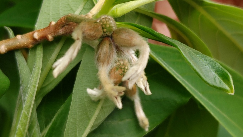 ミツマタの果実 横浜市旭区都岡町