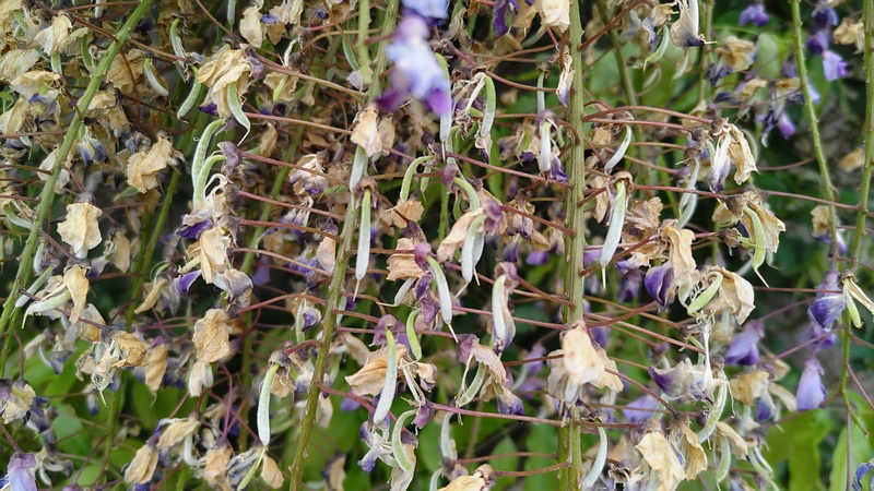 フジの若い果実 横浜市旭区都岡町