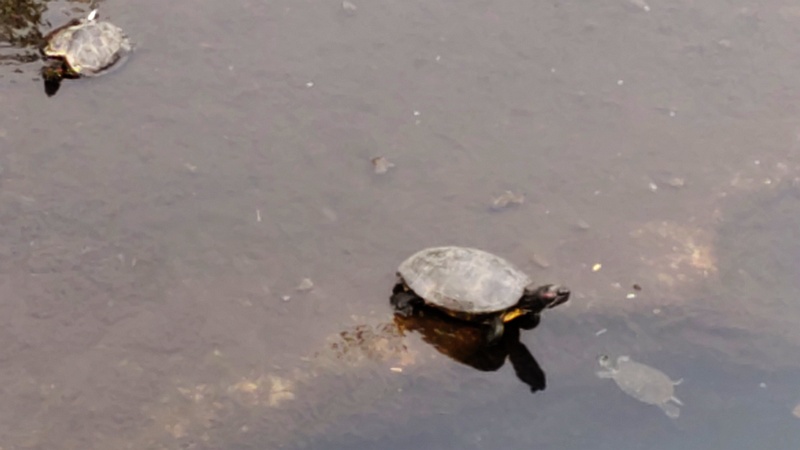 ミシシッピアカミミガメ 横浜市旭区今宿南町