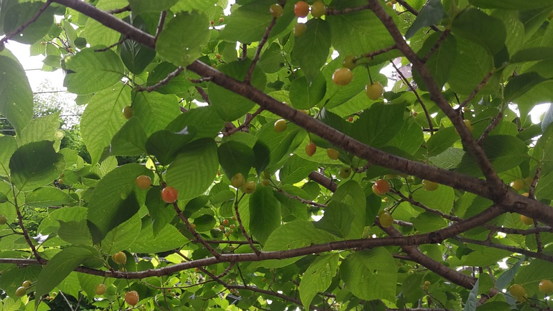 カラミザクラの果実 横浜市旭区今宿南町
