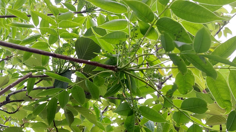 ハゼノキの蕾 横浜市旭区今宿南町
