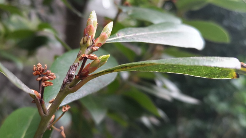 ゲッケイジュの芽 横浜市旭区今宿東町