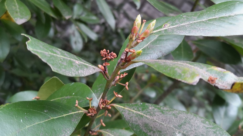 ゲッケイジュの芽 横浜市旭区今宿東町