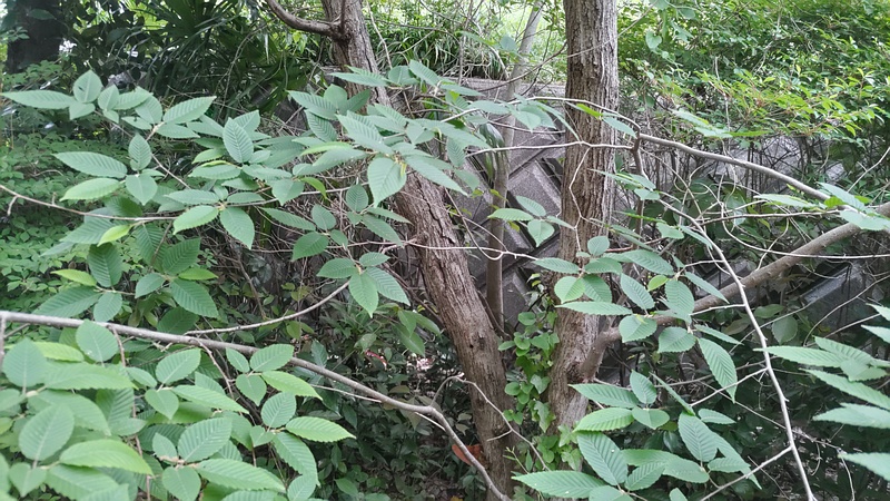クマシデ 横浜市旭区今宿東町