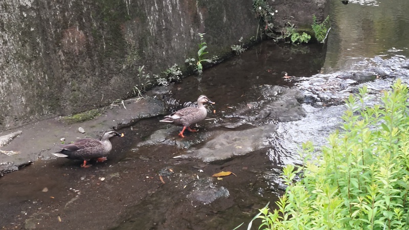カルガモ 横浜市旭区今宿東町