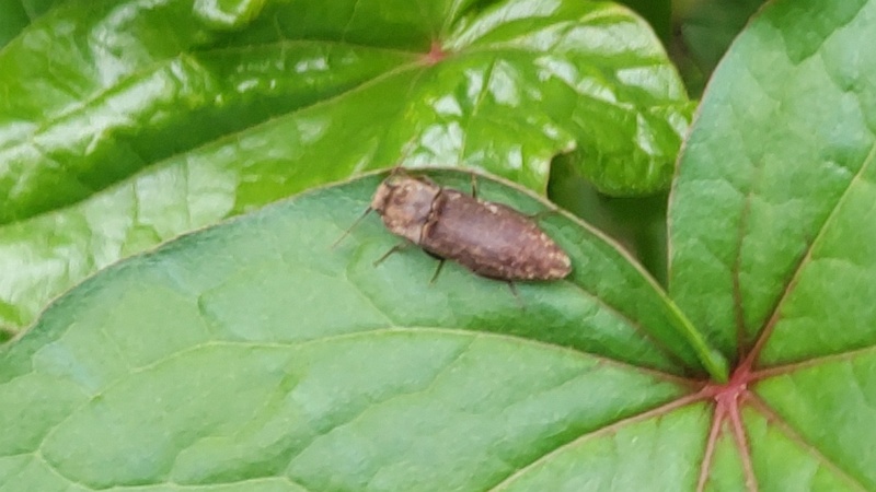 シャクチリソバのサビキコリ 横浜市旭区今宿東町