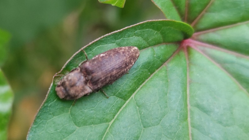 シャクチリソバのサビキコリ 横浜市旭区今宿東町