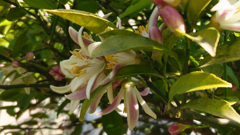 レモンの花 横浜市旭区中希望が丘