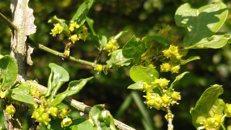 ニシキギの花後 横浜市旭区希望が丘水の森公園