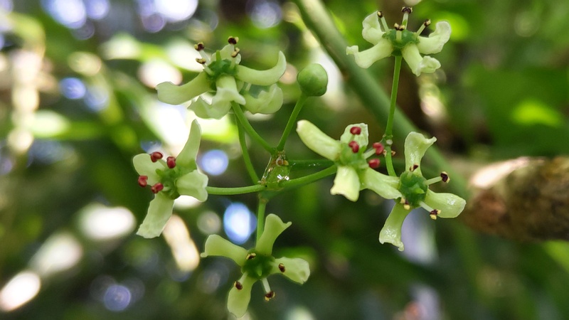 マユミの雄花 横浜市旭区希望が丘水の森公園