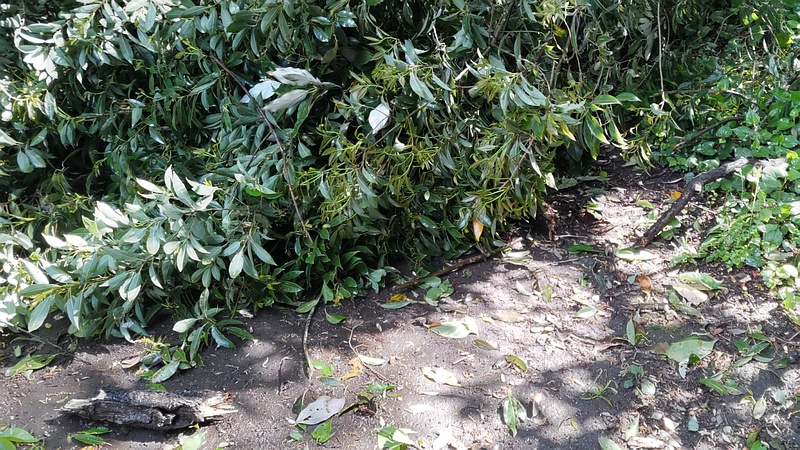 倒木したシラカシ 横浜市瀬谷区長屋門公園