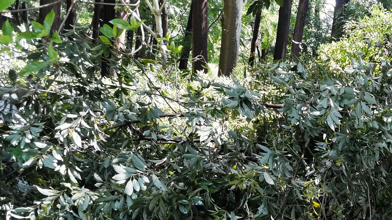 倒木したシラカシ 横浜市瀬谷区長屋門公園